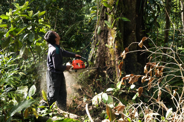 Best Hazardous Tree Removal  in Bellville, TX