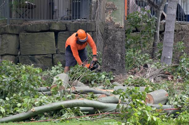 Best Tree and Shrub Care  in Bellville, TX